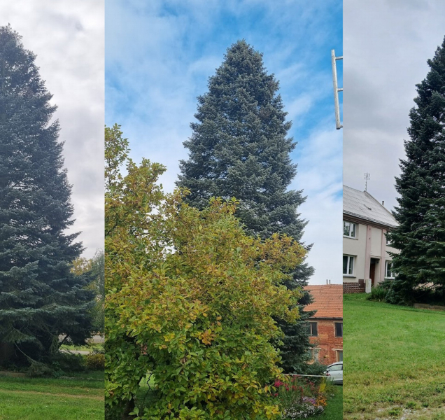 Vánoční strom pro Olomouc dorazí v neděli ráno