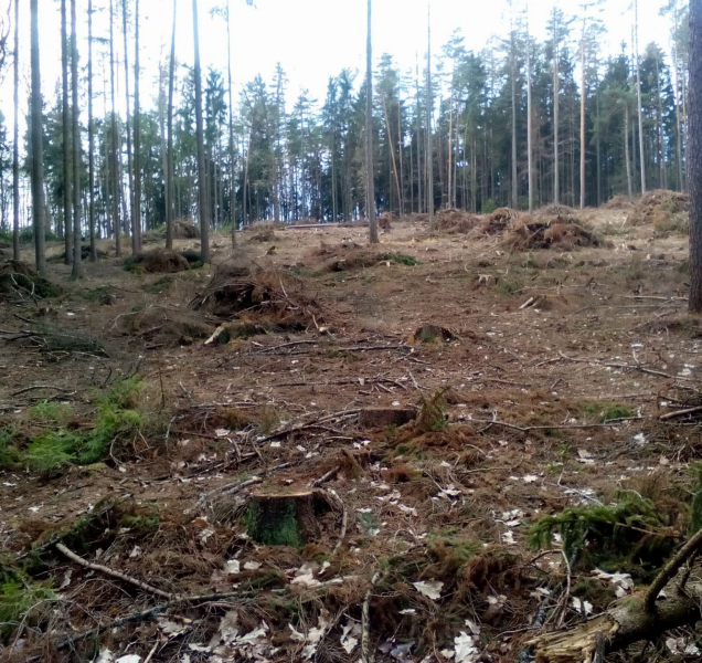 Kůrovec mění pravidla pro lesníky v rezervaci na Rejvízu