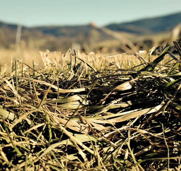 Boj se suchem: Zábřeh už zakázal i zalévání zahrad