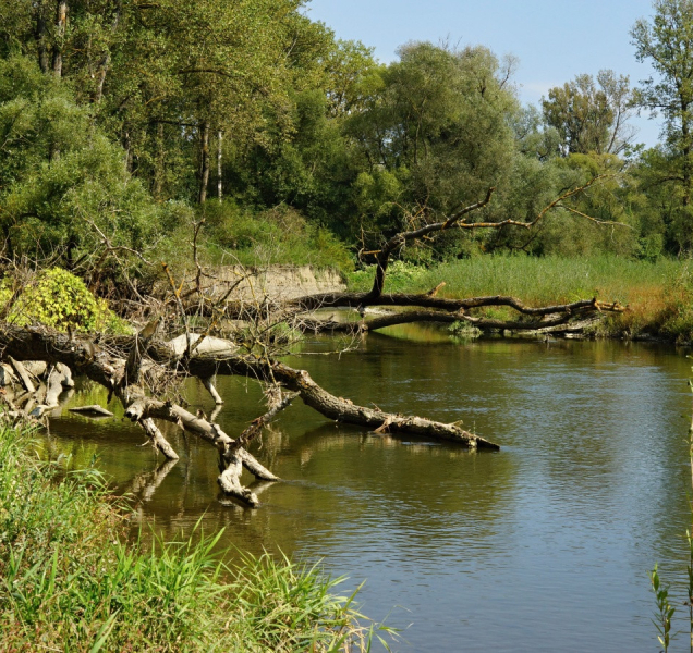 Univerzita: Stavba přehrady Skalička ohrožuje vzácný hmyz
