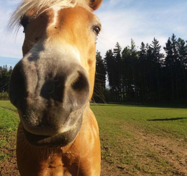Kůň se splašil u kolotočů, jezdec byl opilý