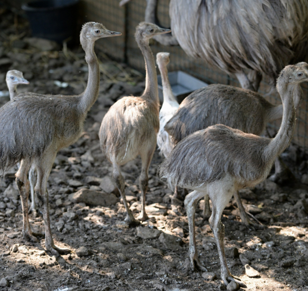 V olomoucké zoo mají šest malých nanduů