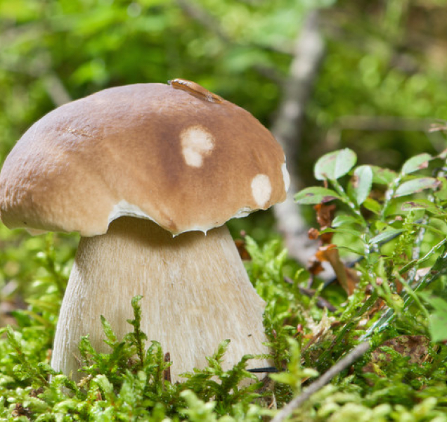 5 houbařských rad, abyste se z lesa nevrátili s prázdnou