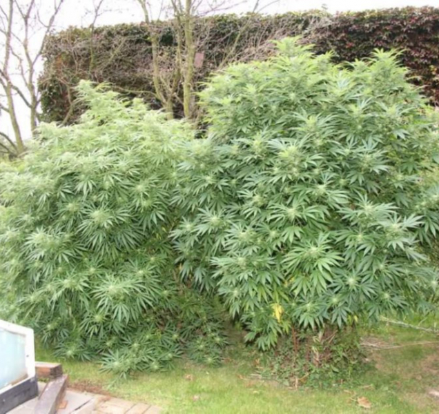 Spadla klec, pěstitel konopí z Kojetína má útrum