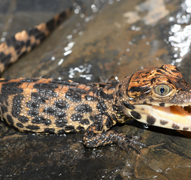 V olomoucké zoo přivítali nová mláďata