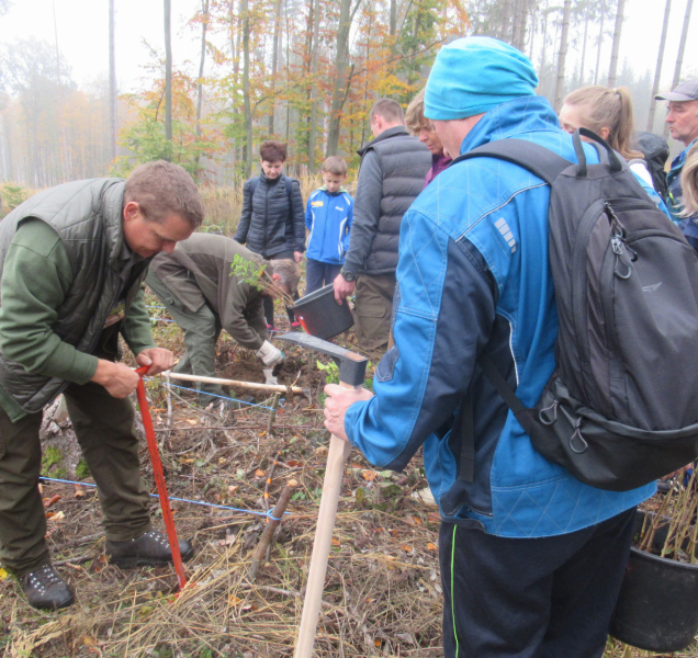 Víte, jak správně sázet stromečky?