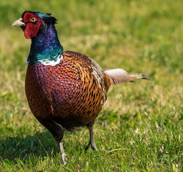 Policisté řešili o víkendu krádež bažanta i vykradené auto
