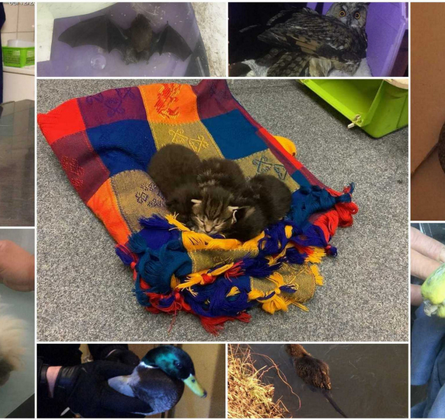 Olomoučtí strážníci loni řešili 556 případu odchytu zvířat