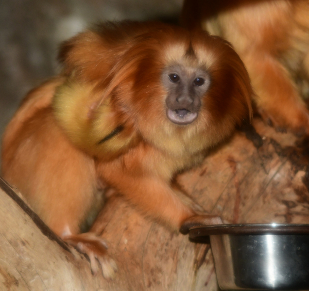 Olomoucká zoo se dočkala prvních letošních mláďat