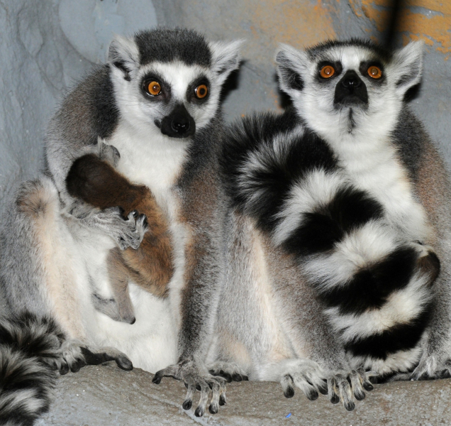 V olomoucké zoo mají dva nové přírůstky mezi lemury
