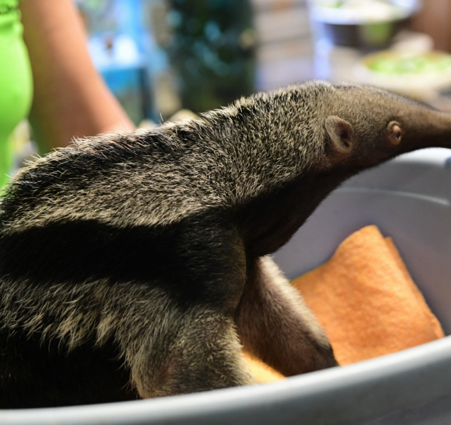 Zoo má otevřeno a zítra se připojí i dětská hřiště a Rozárium