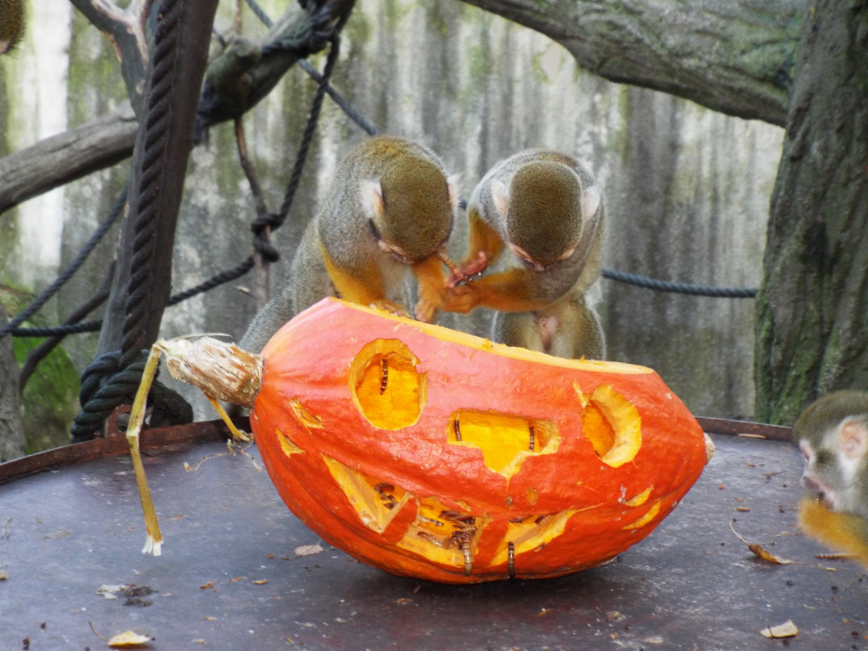 Zvířata z olomoucké zoo si pochutnala na dýních