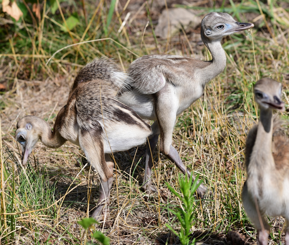 Nandu v olomoucké zoologické zahradě má další mláďata