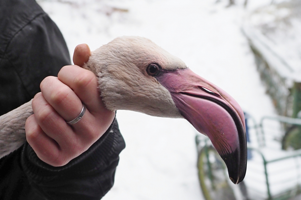 Pracovníci zoo počítali a kroužkovali plameňáky