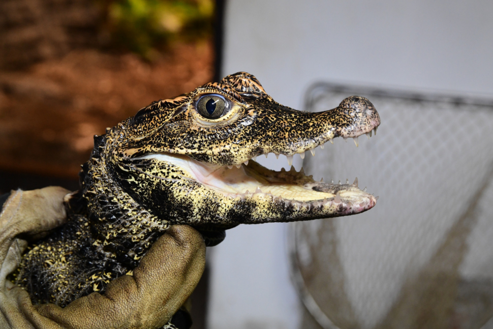 V olomoucké zoo počítali krokodýly