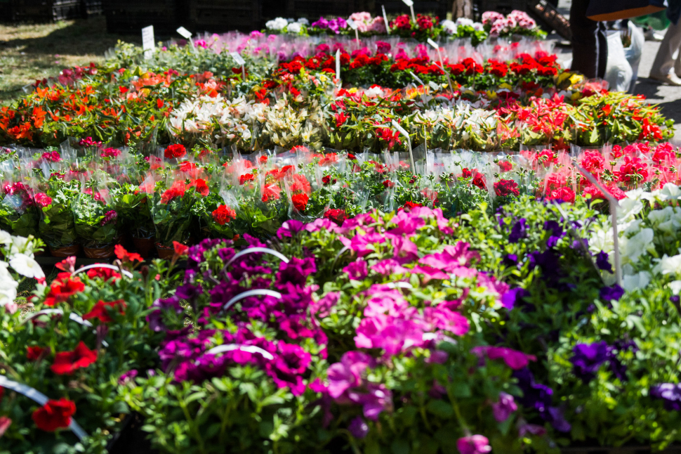 Bude Flora, myslete na to při dopravě