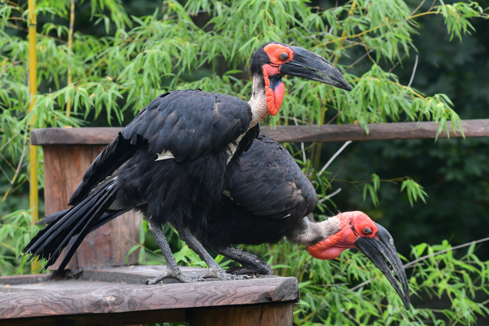 Návrat kaferáků na savanu v olomoucké zoo