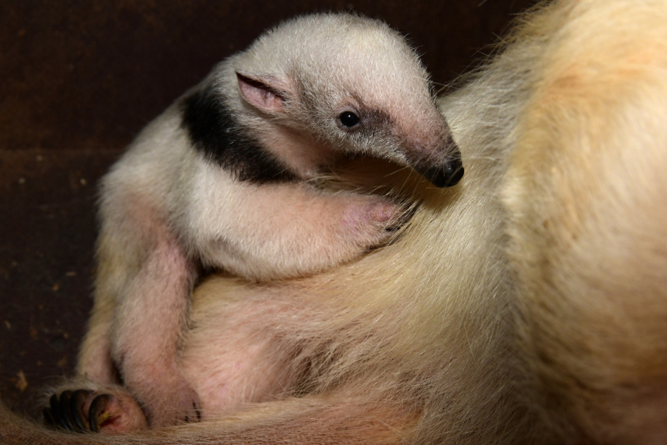 Olomoucká Zoo zvěřejnila svou loňskou rekordní bilanci