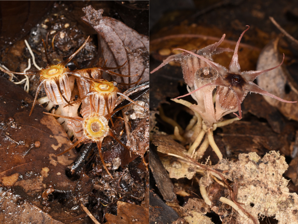 Botanici z Olomouce objevili na Borneu dva nové druhy rostlin