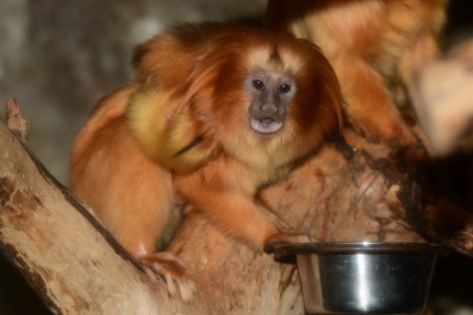 Olomoucká zoo se dočkala prvních letošních mláďat